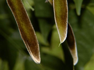 Fuzz of Wisteria Seed