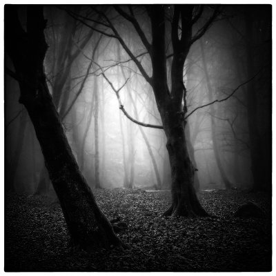 Misty Woods.