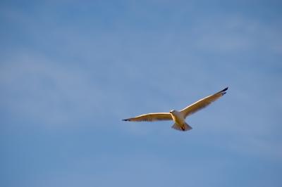 55 Rule of Thirds: Rule of Bird.