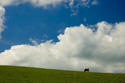 Hill Cow Sky.