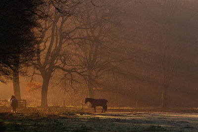 Tentsmuir.