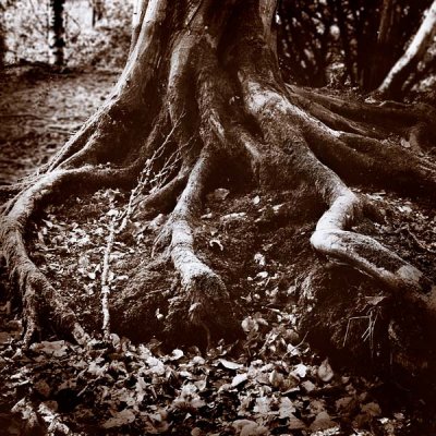 Roots.
