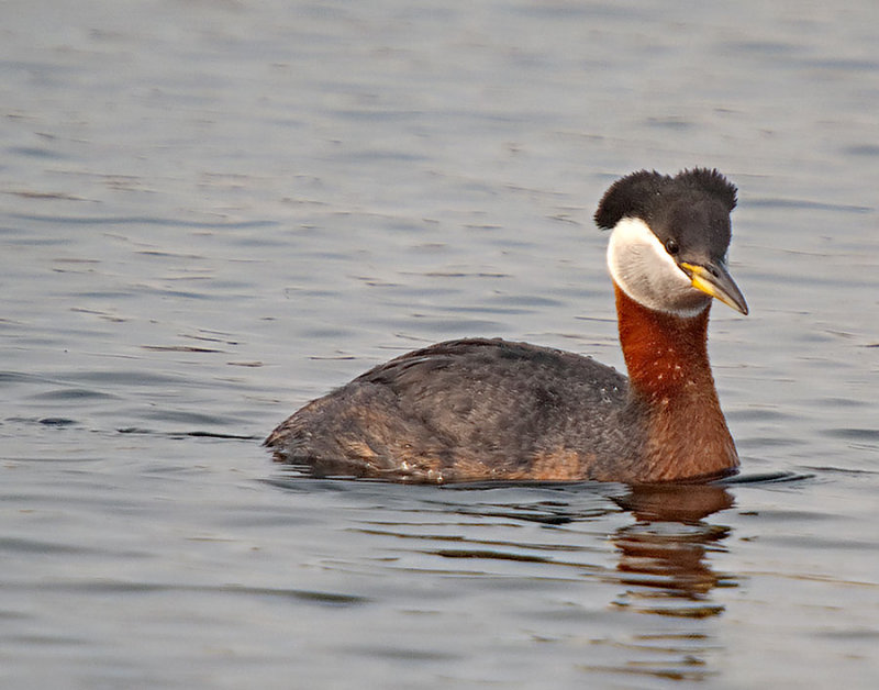 MANITOBA BIRDS: OAK HAMMOCK MARSH, KILDONAN, ASSINIBOINE, FORT WHYTE, KINGS PARKS