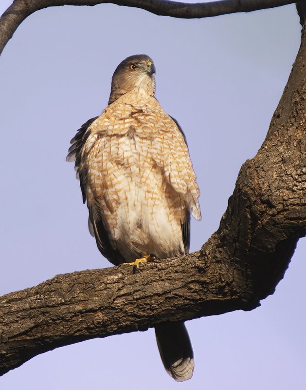 COOPER'S  HAWK