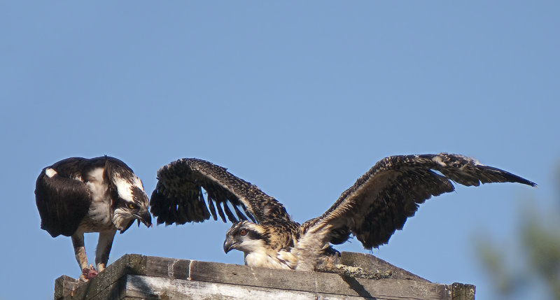 osprey