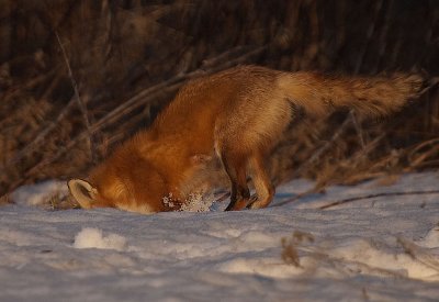_4083601-copy.jpg