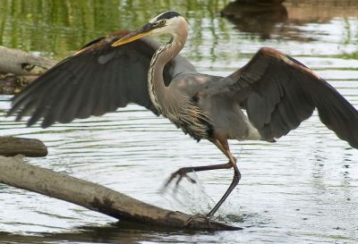 Parc des rapides 2006