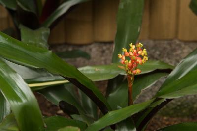 20060520_HKZBG_DSC00036.jpg