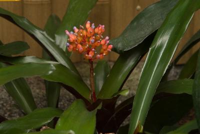 20060520_HKZBG_DSC00037.jpg