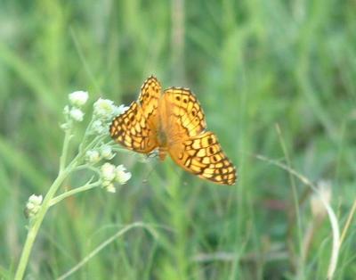 variegated_fritillary