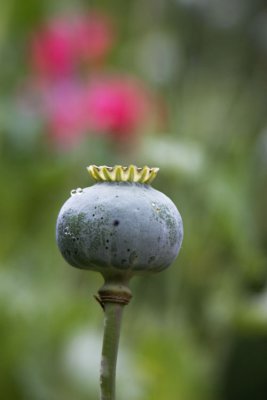 IMG_8875 copy2.jpg