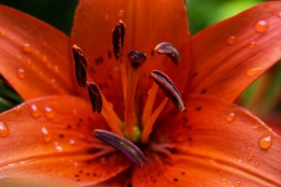 IMG_8894 orange flower copy2.jpg