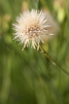 IMG_9115 copy.jpg