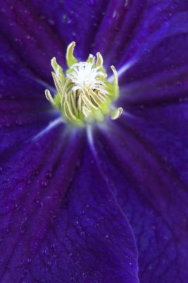 IMG_9207 morning glory copy2.jpg