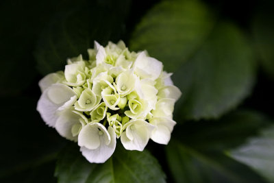 IMG_9291 hydrangea copy.jpg