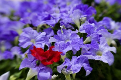 IMG_9314 copy3.jpg