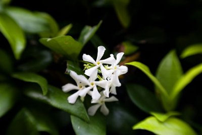 IMG_9362 jasmine copy2.jpg