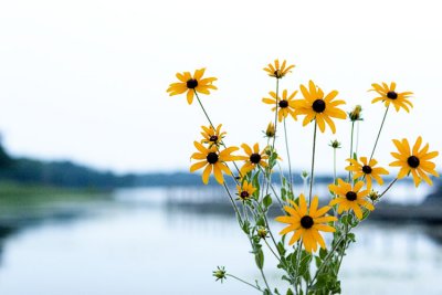 IMG_9501 sunflowers lake copy.jpg