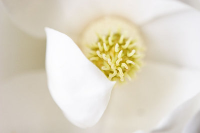 IMG_9579 magnolia copy.jpg