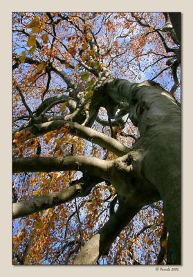 Salisbury School Tree