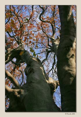 Salisbury School Tree