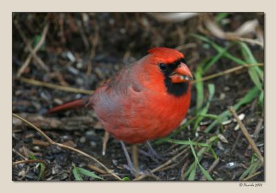 Cardinal