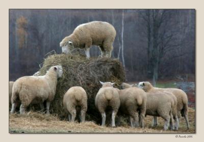 King of the Hill ~ Rensselaerville, NY