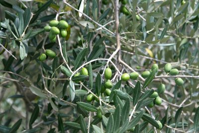 Valentini Olive Farm