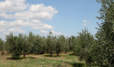 Valentini Olive Farm