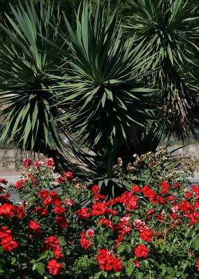 Grasse