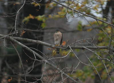 Sharp-shinned Hawk (I think - sorry, bad picture)