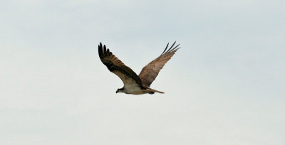 IMG_4016.jpg