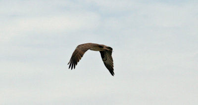 IMG_4018.jpg