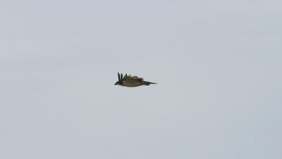 IMG_4020.jpg