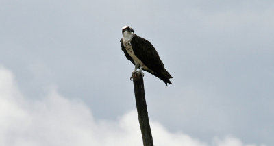 IMG_4029.jpg