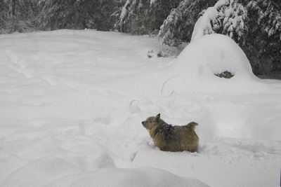 Snow Dog
