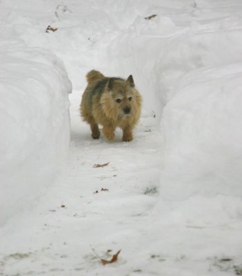 Winter Scenes