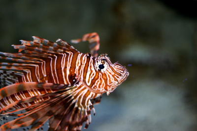 DPP_0109.JPG
