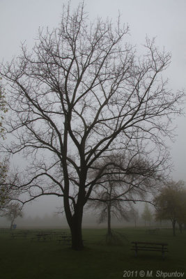 Vanishing in Mysterious Morning Fog