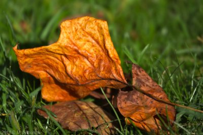 Autumn Leaves Fallen Leafs