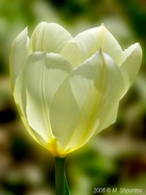 FIrst Tulip
