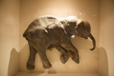 Babymammoet in Telylers museum