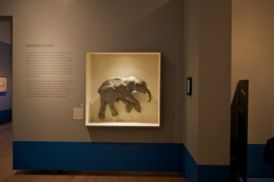 Babymammoet in Teylers museum