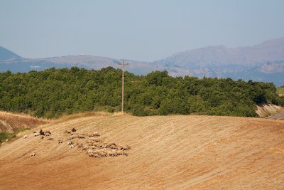 Sheep in the hills near Agios Georgios