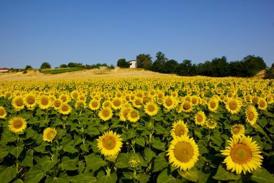 Sunflower fields near Grevena