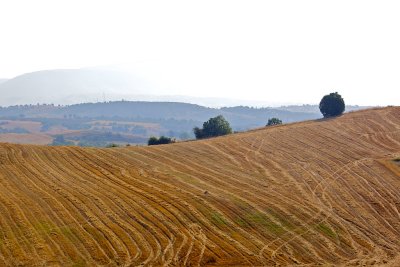 Macedonian fields