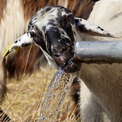 Even sheep get thirsty