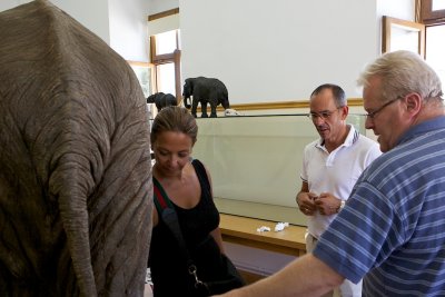 Mr. Dick Mol showing the straight-tusked elephant model to mr. and mrs. Papageorgiou