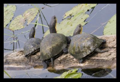 Blandings Turtles.jpg
