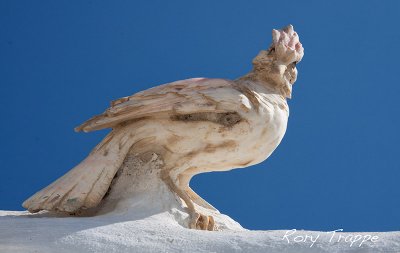 bird on wall.jpg